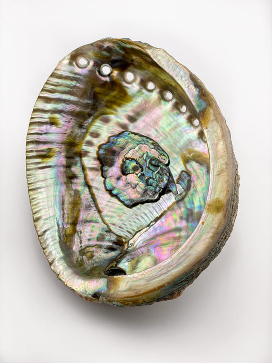 Abalone Shell Smudging Vessel