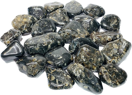 Turritella Agate or Snail Agate