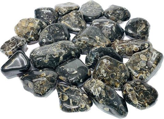 Turritella Agate or Snail Agate