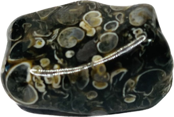 Turritella Agate or Snail Agate