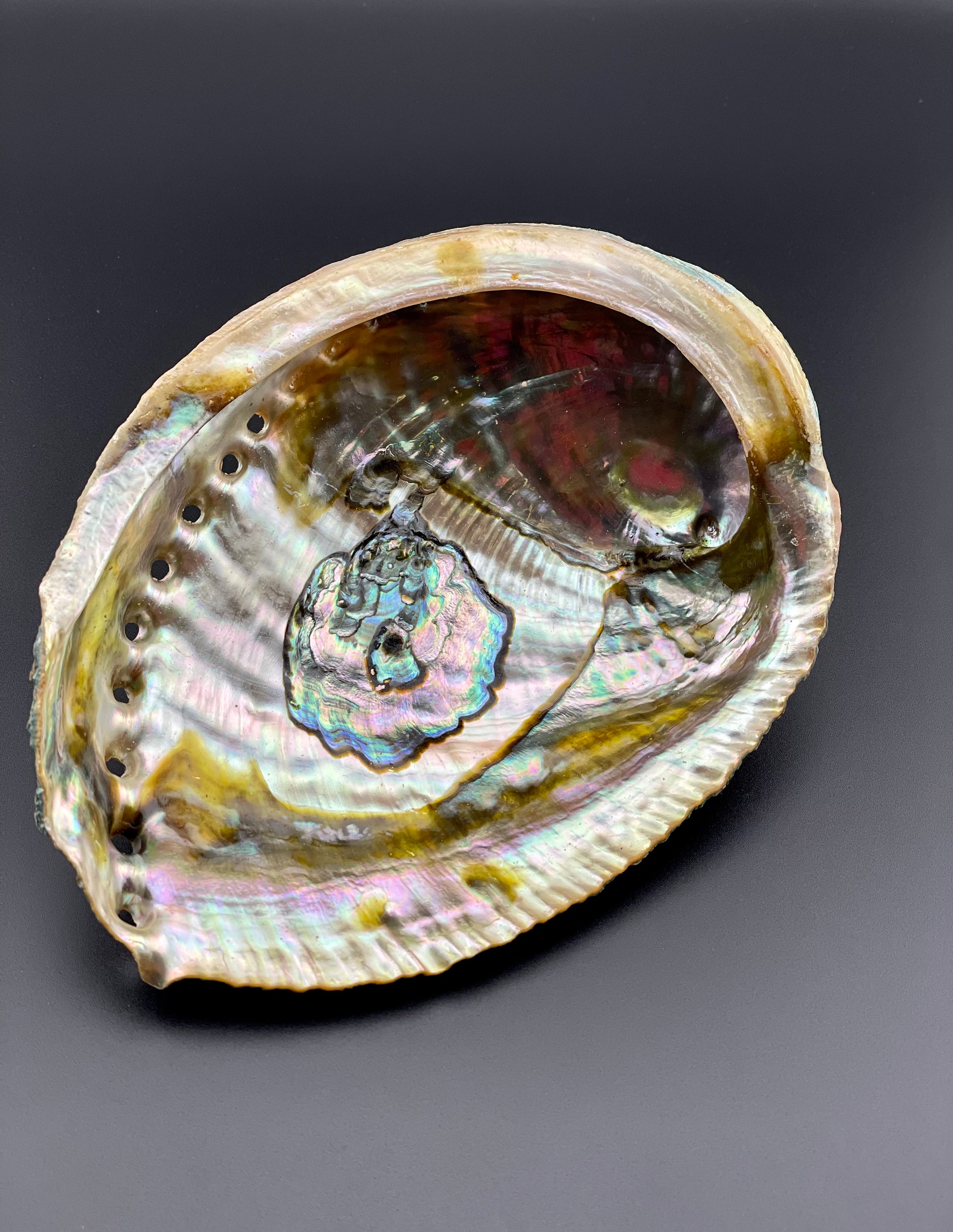 Abalone Shell Smudging Vessel – Simple Earth